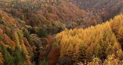 ألوان الخريف في Staward Gorge