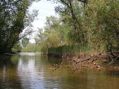 ممرات مائية في Hollandsche Biesbosch