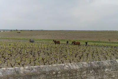 Château Latour في بوياك