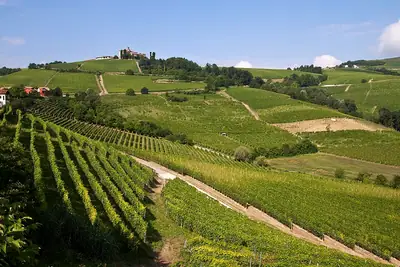 تلال الكروم في Langhe، منطقة النبيذ المجاورة لـ Niella Tanaro (لا توجد صورة حرة للقلعة نفسها)